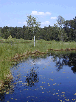 Peat Bog Lake